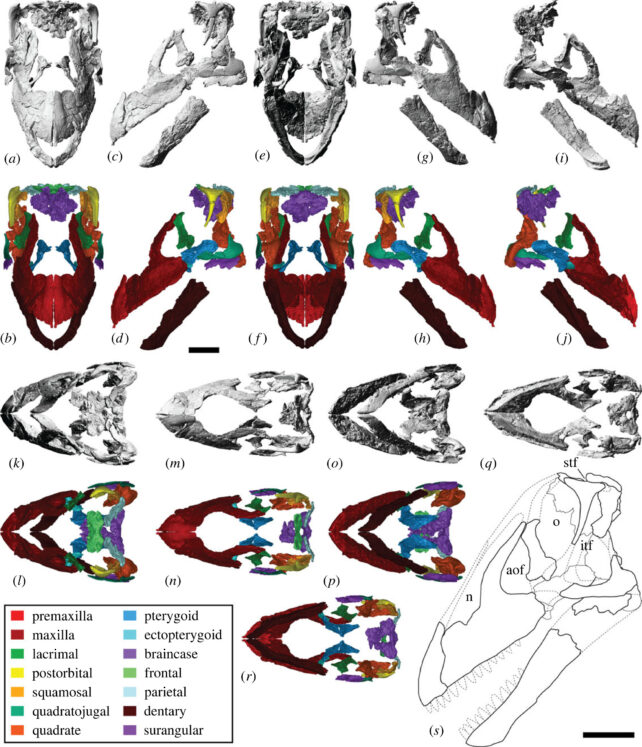 Diamantinasaurus matildae 重建的头骨，在草图和彩色部分中从多个角度显示。
